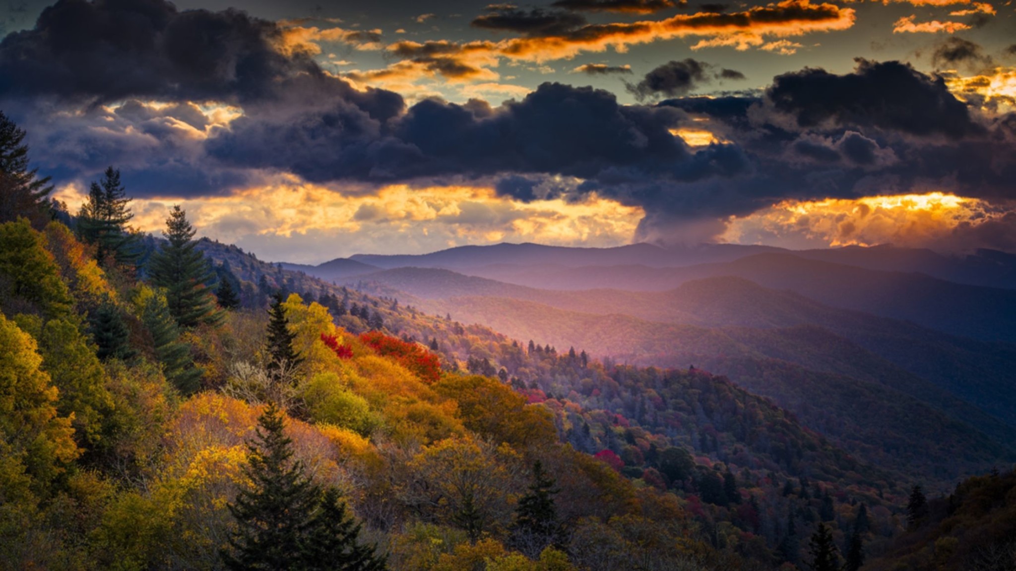 forest view of the great smoky mountains national park