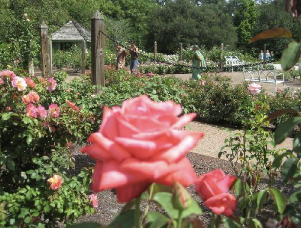closeup of pink rose at harry p leu gardens
